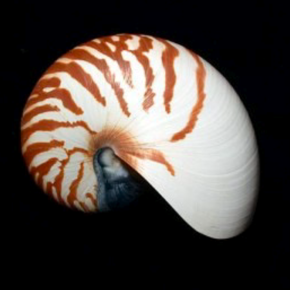 Раковина моллюска (Phylum Mollusca)
