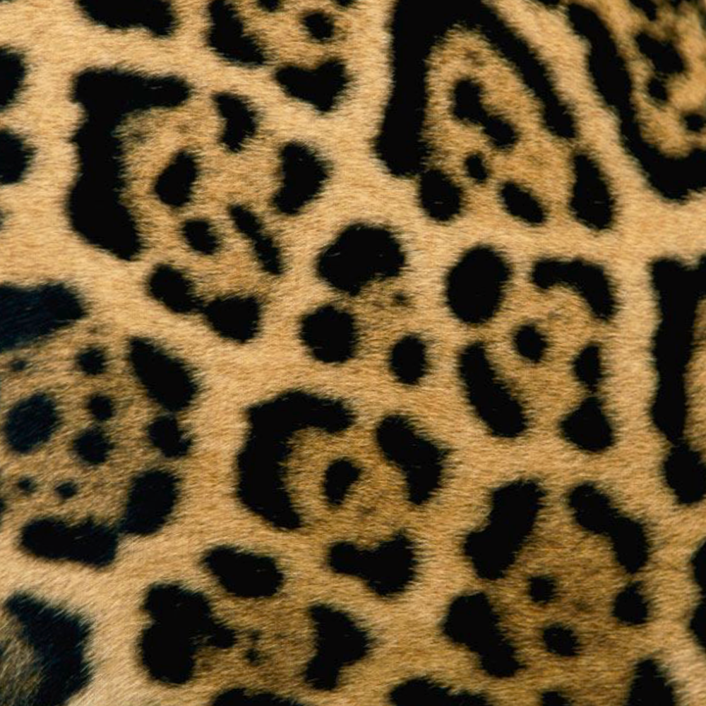Узоры на шерсти ягуара